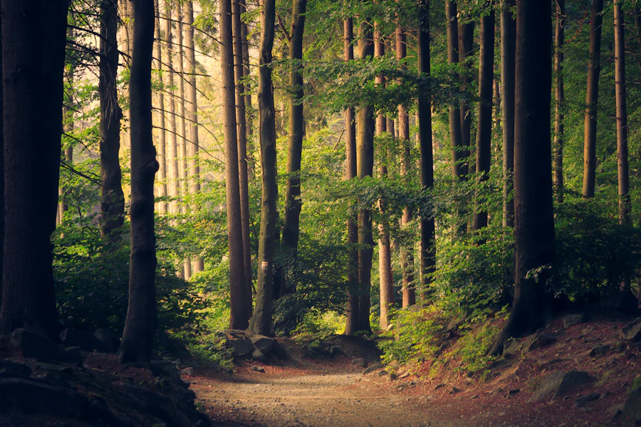 Wald und Natur